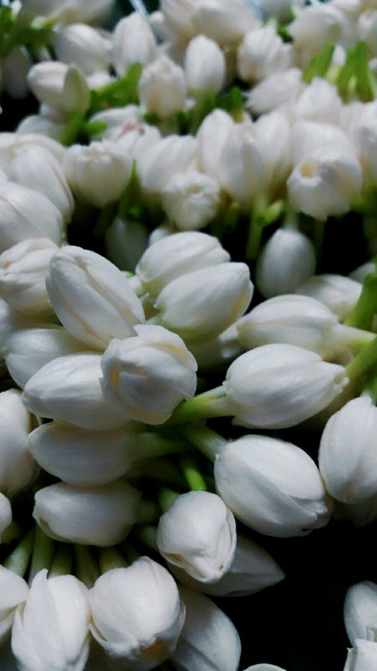 Madurai Malligai Poo Jasmine